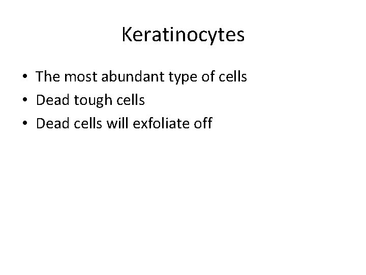 Keratinocytes • The most abundant type of cells • Dead tough cells • Dead