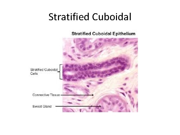 Stratified Cuboidal 