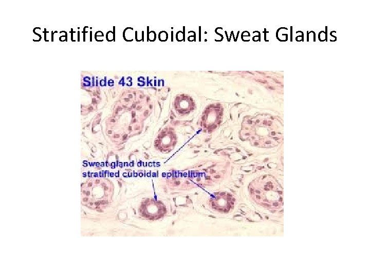 Stratified Cuboidal: Sweat Glands 