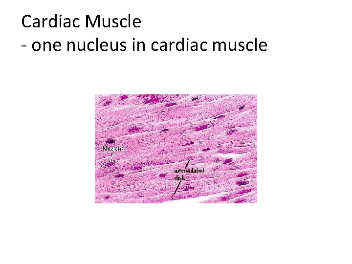Cardiac Muscle - one nucleus in cardiac muscle 