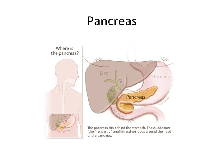 Pancreas 