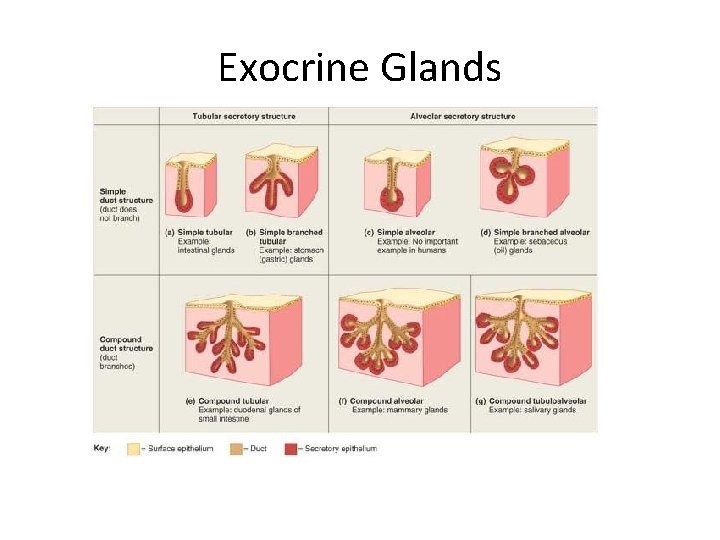 Exocrine Glands 