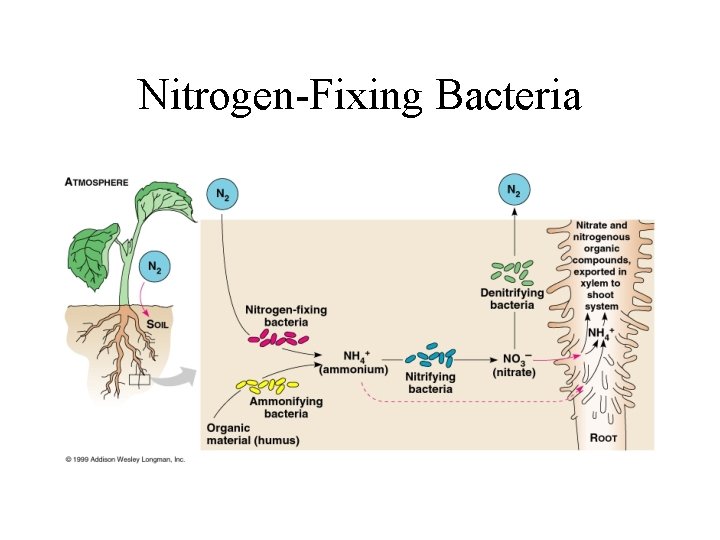 Nitrogen-Fixing Bacteria 