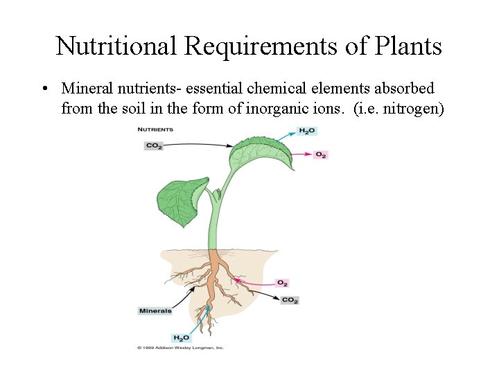 Nutritional Requirements of Plants • Mineral nutrients- essential chemical elements absorbed from the soil