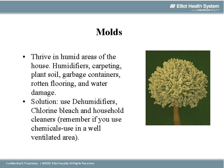Molds • Thrive in humid areas of the house. Humidifiers, carpeting, plant soil, garbage
