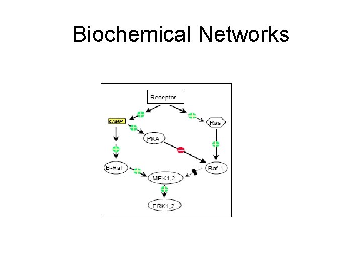 Biochemical Networks 