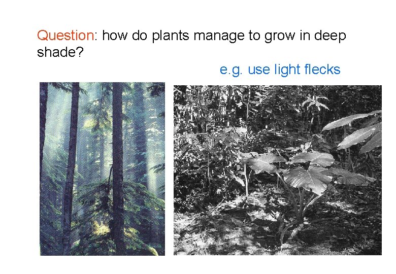 Question: how do plants manage to grow in deep shade? e. g. use light Question: how do plants manage to grow in deep shade? e. g. use light