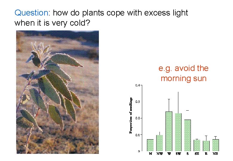 Question: how do plants cope with excess light when it is very cold? e. Question: how do plants cope with excess light when it is very cold? e.