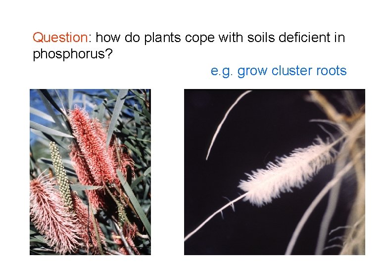 Question: how do plants cope with soils deficient in phosphorus? e. g. grow cluster Question: how do plants cope with soils deficient in phosphorus? e. g. grow cluster