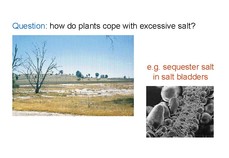 Question: how do plants cope with excessive salt? e. g. sequester salt in salt Question: how do plants cope with excessive salt? e. g. sequester salt in salt