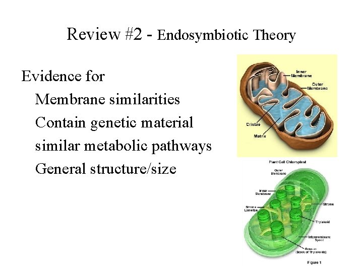 Review #2 - Endosymbiotic Theory Evidence for Membrane similarities Contain genetic material similar metabolic