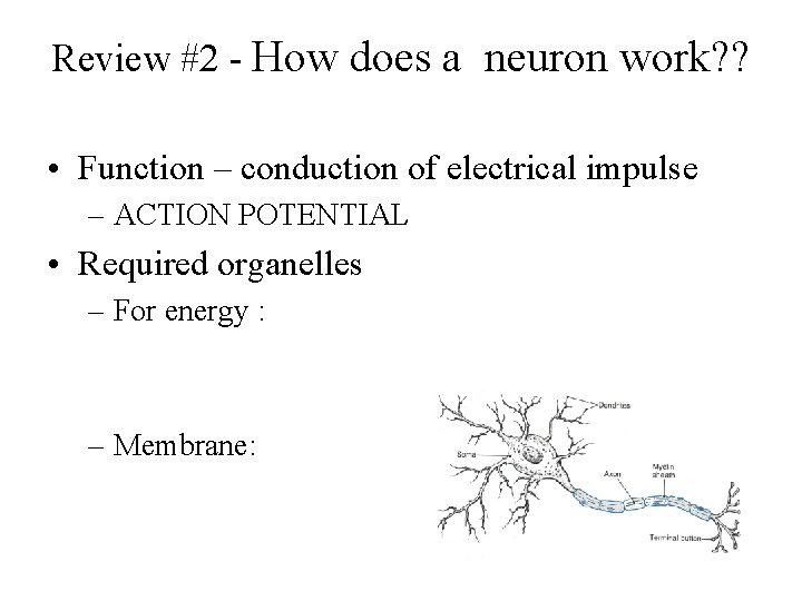Review #2 - How does a neuron work? ? • Function – conduction of