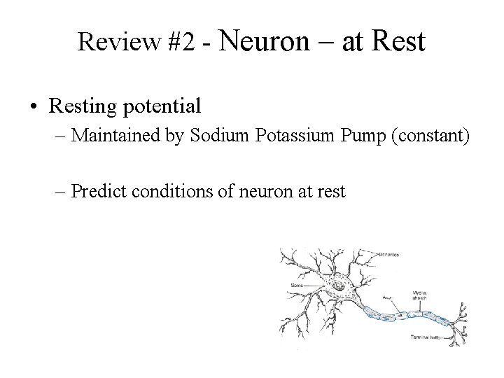 Review #2 - Neuron – at Rest • Resting potential – Maintained by Sodium