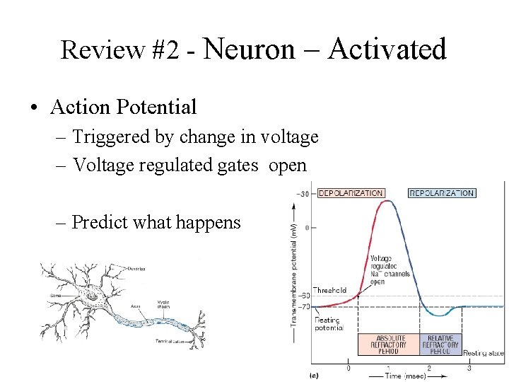 Review #2 - Neuron – Activated • Action Potential – Triggered by change in