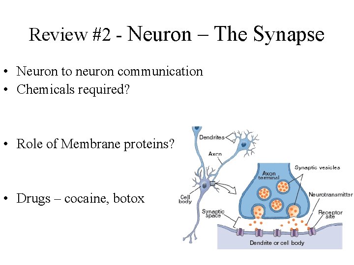 Review #2 - Neuron – The Synapse • Neuron to neuron communication • Chemicals