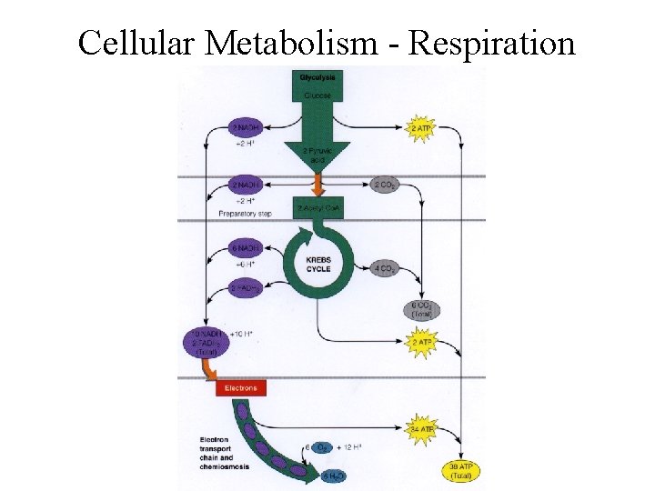Cellular Metabolism - Respiration 
