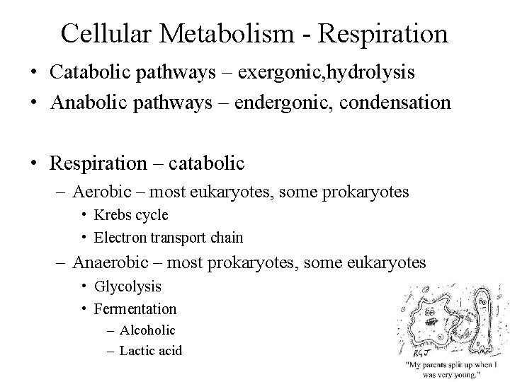 Cellular Metabolism - Respiration • Catabolic pathways – exergonic, hydrolysis • Anabolic pathways –
