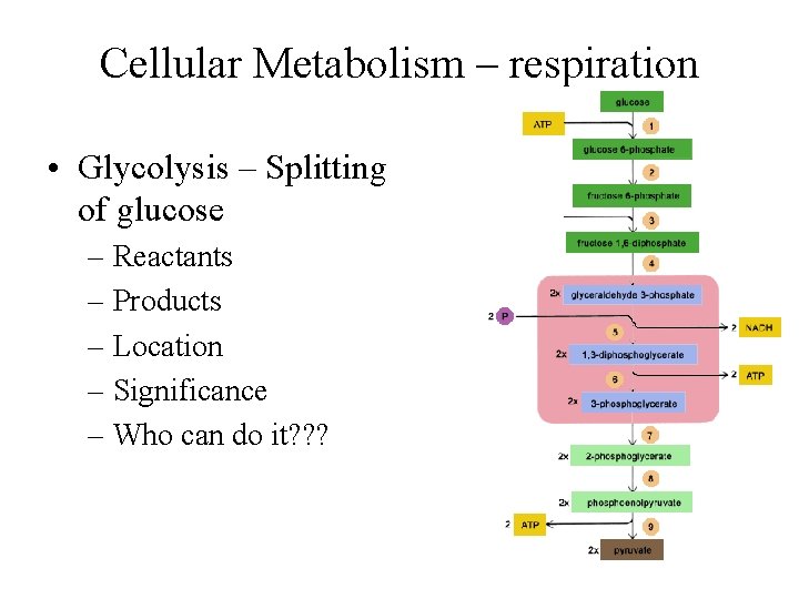 Cellular Metabolism – respiration • Glycolysis – Splitting of glucose – Reactants – Products