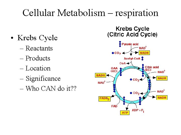 Cellular Metabolism – respiration • Krebs Cycle – Reactants – Products – Location –