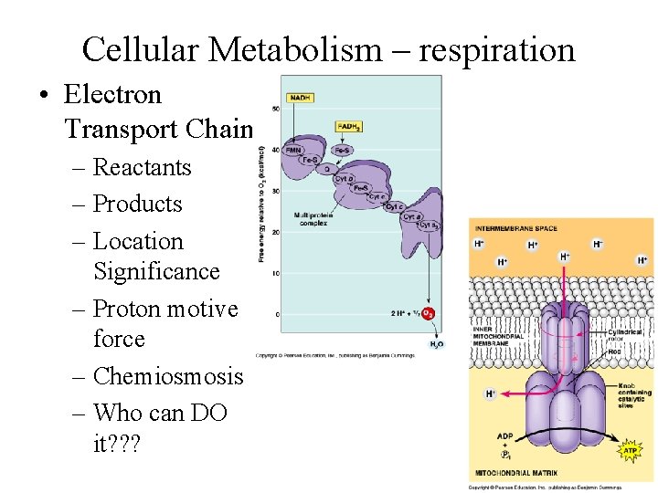 Cellular Metabolism – respiration • Electron Transport Chain – Reactants – Products – Location