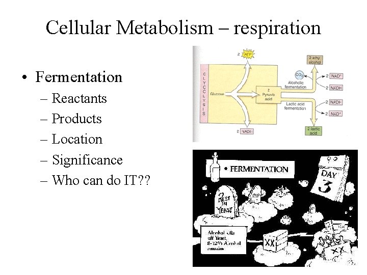 Cellular Metabolism – respiration • Fermentation – Reactants – Products – Location – Significance