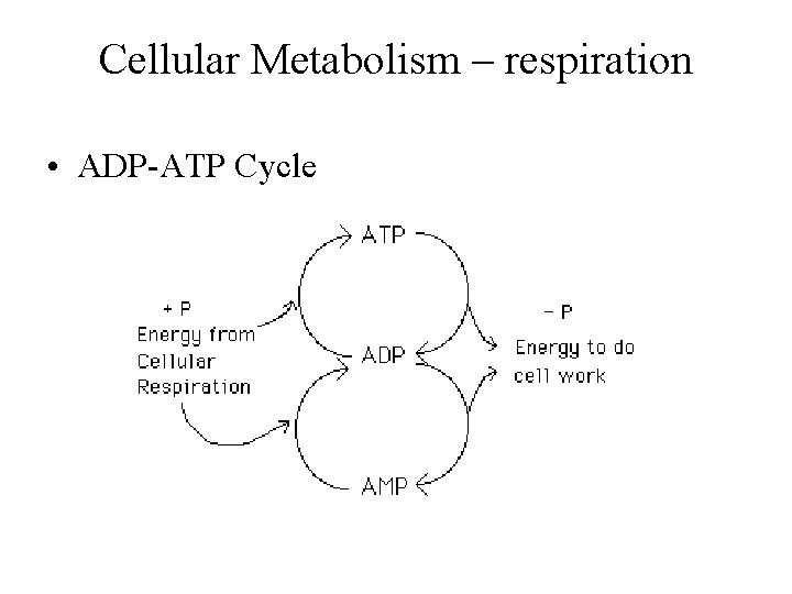Cellular Metabolism – respiration • ADP-ATP Cycle 