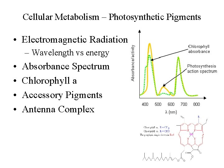 Cellular Metabolism – Photosynthetic Pigments • Electromagnetic Radiation – Wavelength vs energy • •