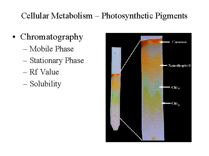 Cellular Metabolism – Photosynthetic Pigments • Chromatography – Mobile Phase – Stationary Phase –
