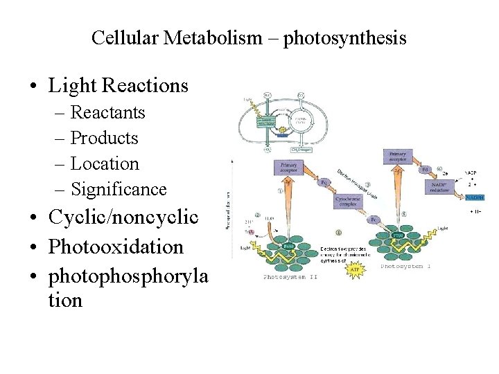 Cellular Metabolism – photosynthesis • Light Reactions – Reactants – Products – Location –