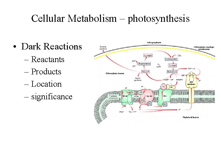 Cellular Metabolism – photosynthesis • Dark Reactions – Reactants – Products – Location –