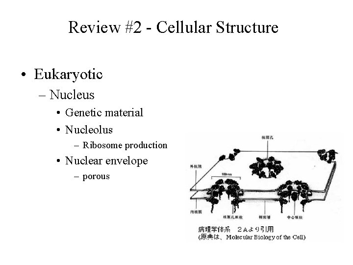 Review #2 - Cellular Structure • Eukaryotic – Nucleus • Genetic material • Nucleolus