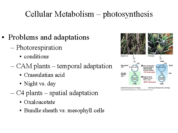 Cellular Metabolism – photosynthesis • Problems and adaptations – Photorespiration • conditions – CAM