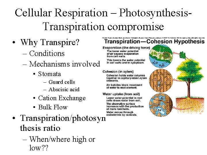 Cellular Respiration – Photosynthesis. Transpiration compromise • Why Transpire? – Conditions – Mechanisms involved