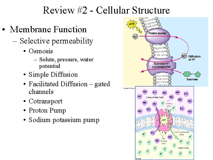 Review #2 - Cellular Structure • Membrane Function – Selective permeability • Osmosis –