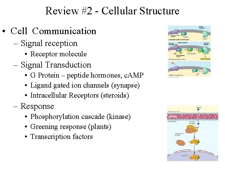 Review #2 - Cellular Structure • Cell Communication – Signal reception • Receptor molecule