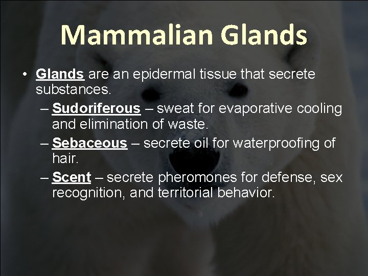 Mammalian Glands • Glands are an epidermal tissue that secrete substances. – Sudoriferous – Mammalian Glands • Glands are an epidermal tissue that secrete substances. – Sudoriferous –