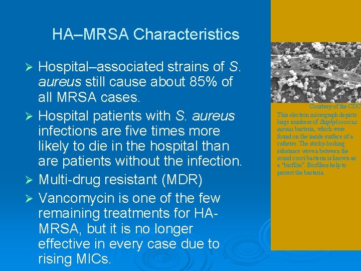 HA–MRSA Characteristics Hospital–associated strains of S. aureus still cause about 85% of all MRSA