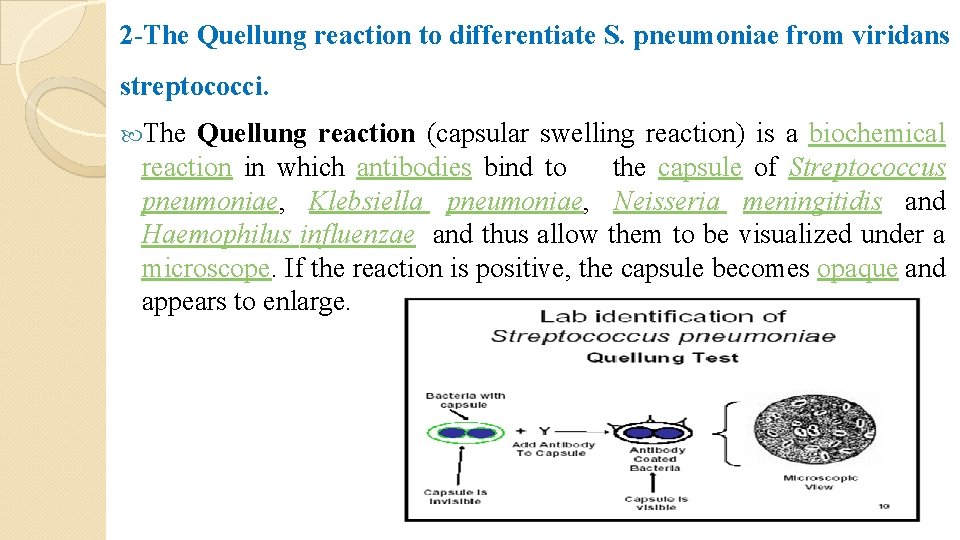 2 -The Quellung reaction to differentiate S. pneumoniae from viridans streptococci. The Quellung reaction 2 -The Quellung reaction to differentiate S. pneumoniae from viridans streptococci. The Quellung reaction