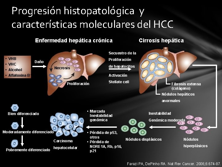 Progresión histopatológica y características moleculares del HCC Enfermedad hepática crónica Cirrosis hepática Secuestro de
