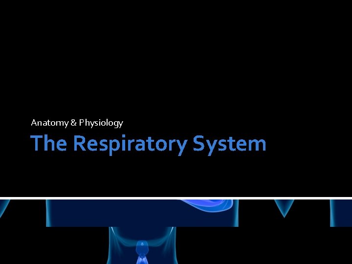 Anatomy & Physiology The Respiratory System 