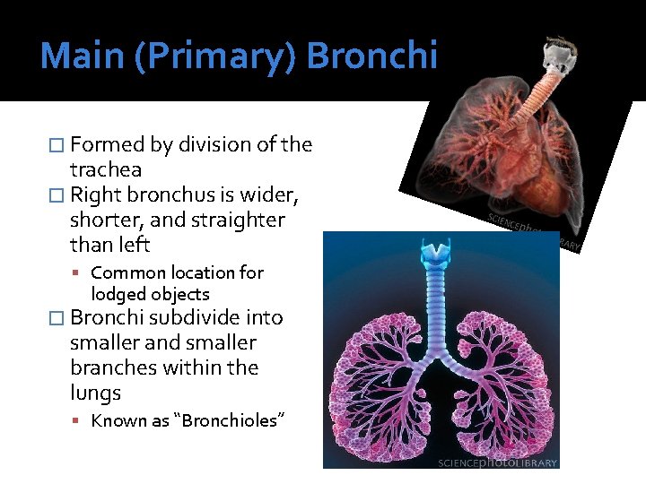Main (Primary) Bronchi � Formed by division of the trachea � Right bronchus is