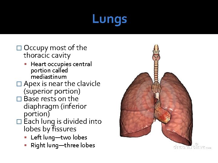 Lungs � Occupy most of the thoracic cavity Heart occupies central portion called mediastinum