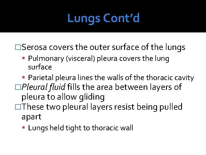 Lungs Cont’d �Serosa covers the outer surface of the lungs Pulmonary (visceral) pleura covers