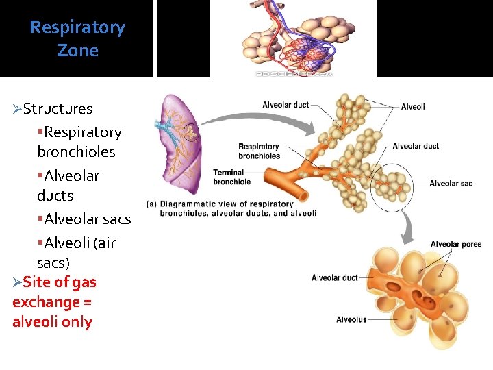 Respiratory Zone ØStructures Respiratory bronchioles Alveolar ducts Alveolar sacs Alveoli (air sacs) ØSite of