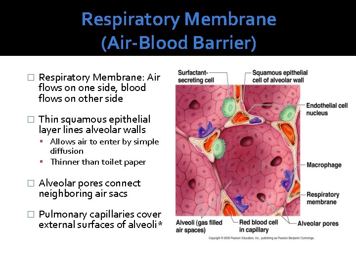 Respiratory Membrane (Air-Blood Barrier) � Respiratory Membrane: Air flows on one side, blood flows