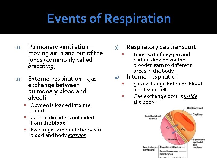 Events of Respiration 1) 1) Pulmonary ventilation— moving air in and out of the