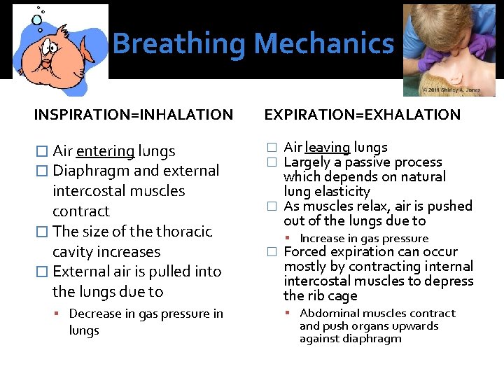 Breathing Mechanics INSPIRATION=INHALATION EXPIRATION=EXHALATION � Air entering lungs � Diaphragm and external � �