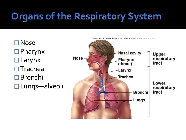 Organs of the Respiratory System � Nose � Pharynx � Larynx � Trachea �