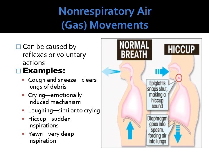 Nonrespiratory Air (Gas) Movements � Can be caused by reflexes or voluntary actions �