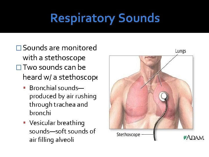 Respiratory Sounds � Sounds are monitored with a stethoscope � Two sounds can be